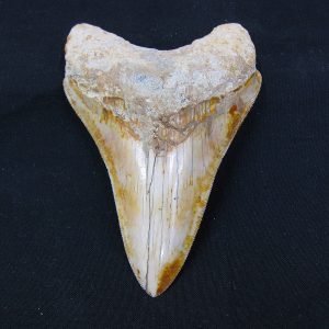 Genuine Miocene Age Megalodon Shark Tooth Fossil for Sale from Indonesia. 3