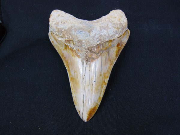 Genuine Miocene Age Megalodon Shark Tooth Fossil for Sale from Indonesia. 3