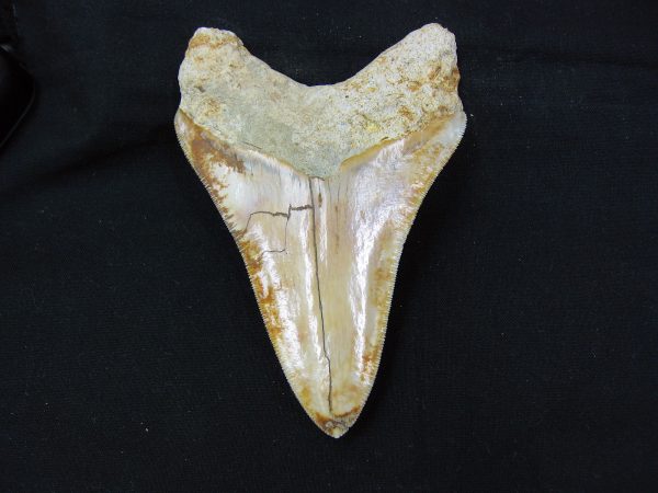 Genuine Miocene Age Megalodon Shark Tooth Fossil for Sale from Indonesia. 3a