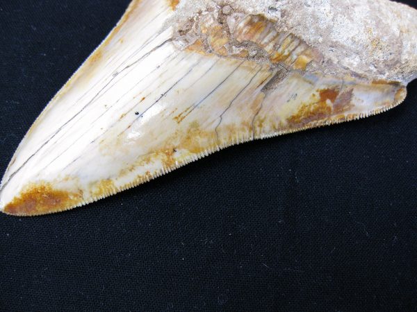 Genuine Miocene Age Megalodon Shark Tooth Fossil for Sale from Indonesia. 3b