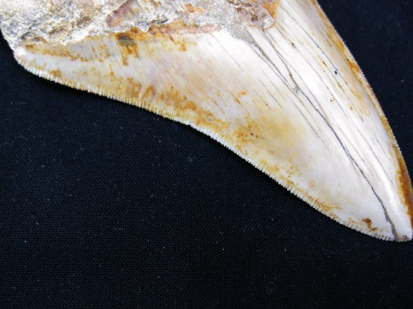 Genuine Miocene Age Megalodon Shark Tooth Fossil for Sale from Indonesia. 3c