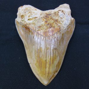 Genuine Miocene Age Megalodon Shark Tooth Fossil for Sale from Indonesia. 4