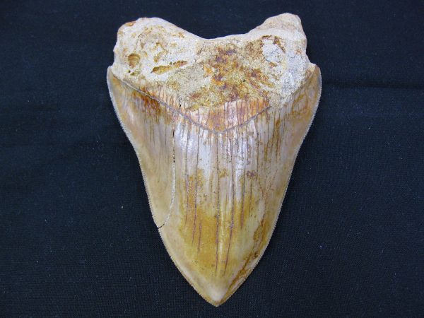 Genuine Miocene Age Megalodon Shark Tooth Fossil for Sale from Indonesia. 4