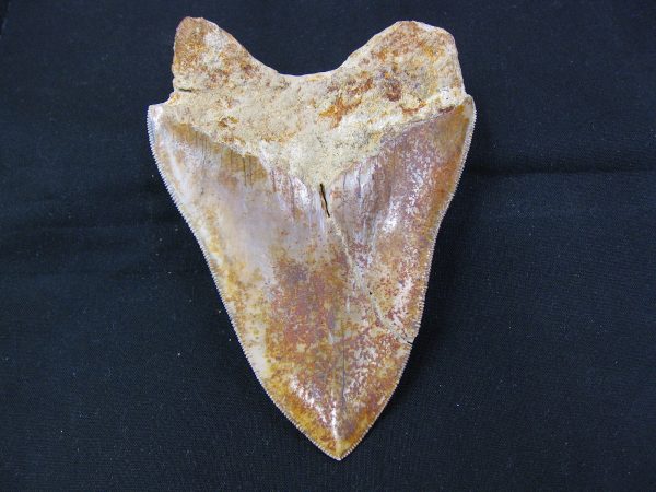 Genuine Miocene Age Megalodon Shark Tooth Fossil for Sale from Indonesia. 4a