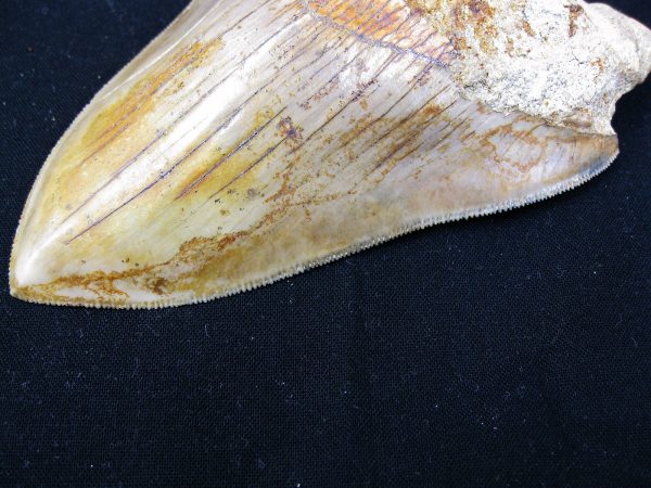 Genuine Miocene Age Megalodon Shark Tooth Fossil for Sale from Indonesia. 4b