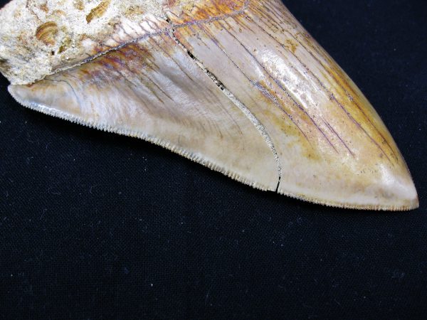 Genuine Miocene Age Megalodon Shark Tooth Fossil for Sale from Indonesia. 4c