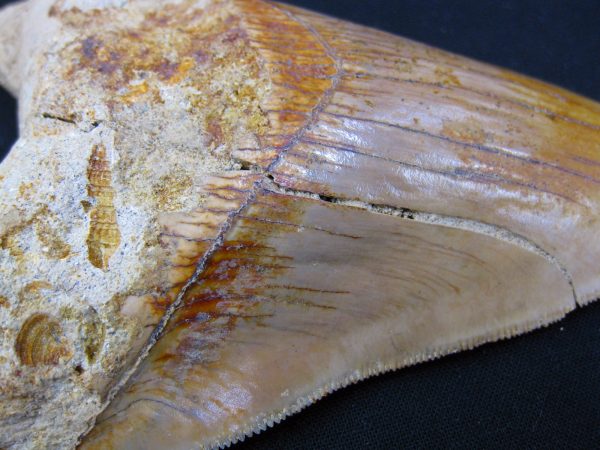 Genuine Miocene Age Megalodon Shark Tooth Fossil for Sale from Indonesia. 4d