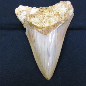 Genuine Miocene Age Megalodon Shark Tooth Fossil for Sale from Indonesia. 7