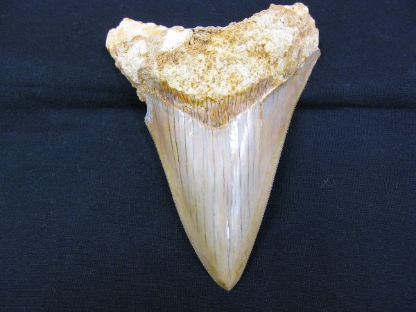 Genuine Miocene Age Megalodon Shark Tooth Fossil for Sale from Indonesia. 7