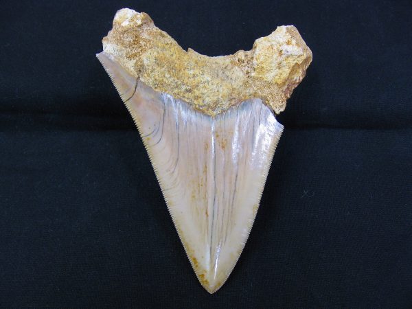 Genuine Miocene Age Megalodon Shark Tooth Fossil for Sale from Indonesia. 7a