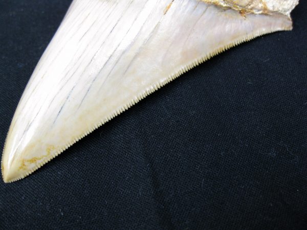 Genuine Miocene Age Megalodon Shark Tooth Fossil for Sale from Indonesia. 7b