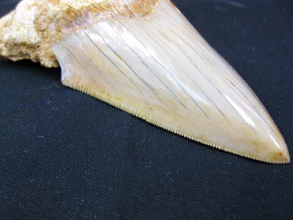 Genuine Miocene Age Megalodon Shark Tooth Fossil for Sale from Indonesia. 7c