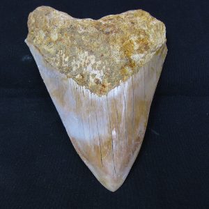 Genuine Miocene Age Megalodon Shark Tooth Fossil for Sale from Indonesia. 8