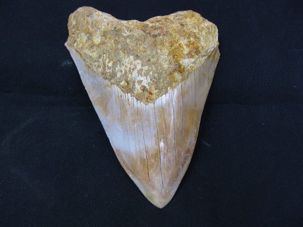 Genuine Miocene Age Megalodon Shark Tooth Fossil for Sale from Indonesia. 8