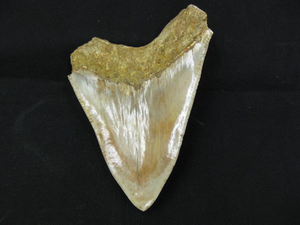 Genuine Miocene Age Megalodon Shark Tooth Fossil for Sale from Indonesia. 8a