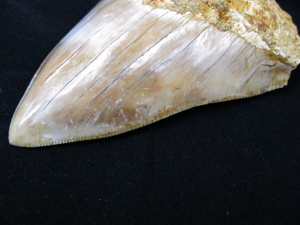 Genuine Miocene Age Megalodon Shark Tooth Fossil for Sale from Indonesia. 8b