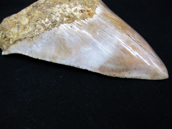 Genuine Miocene Age Megalodon Shark Tooth Fossil for Sale from Indonesia. 8c