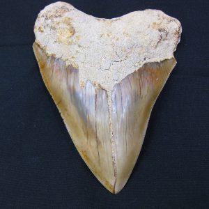 Genuine Miocene Age Megalodon Shark Tooth Fossil for Sale from Indonesia. 9