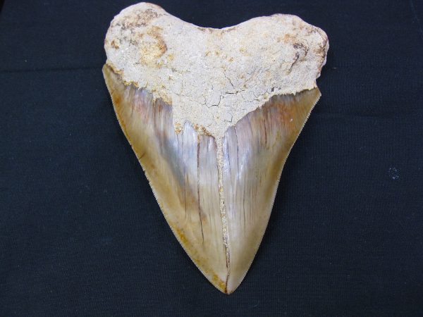 Genuine Miocene Age Megalodon Shark Tooth Fossil for Sale from Indonesia. 9