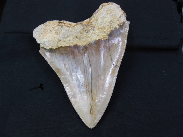 Genuine Miocene Age Megalodon Shark Tooth Fossil for Sale from Indonesia. 9a