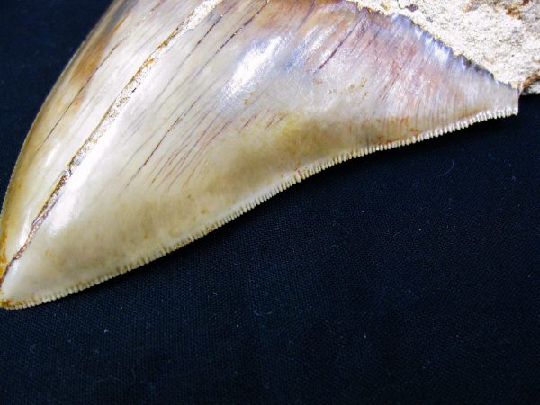 Genuine Miocene Age Megalodon Shark Tooth Fossil for Sale from Indonesia. 9b