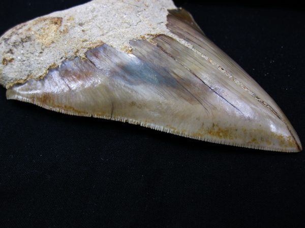 Genuine Miocene Age Megalodon Shark Tooth Fossil for Sale from Indonesia. 9c