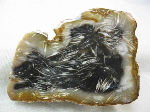 Indonesia Foraminifera in Agate #9