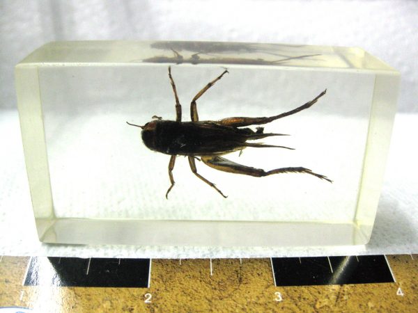 Insect in Resin Block #17