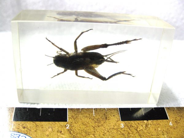 Insect in Resin Block #18