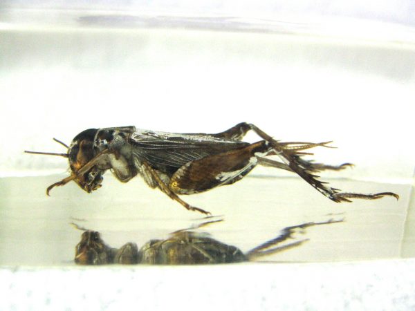 Insect in Resin Block #19 - Image 4