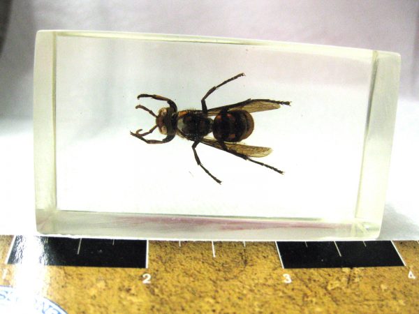 Insect in Resin Block #21