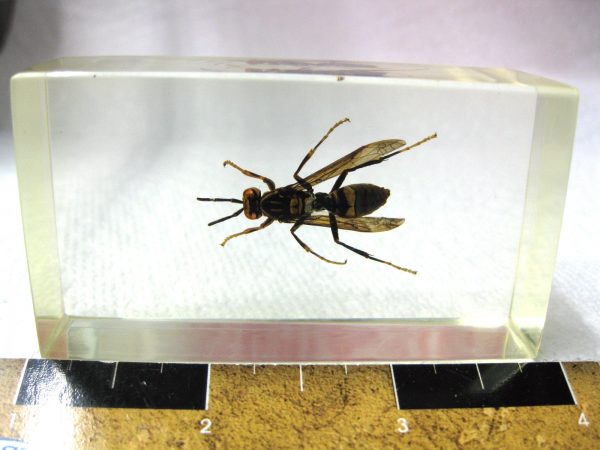 Insect in Resin Block #22