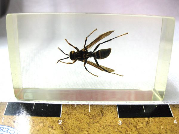 Insect in Resin Block #23