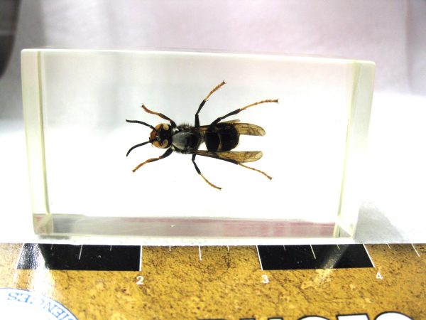 Insect in Resin Block #24