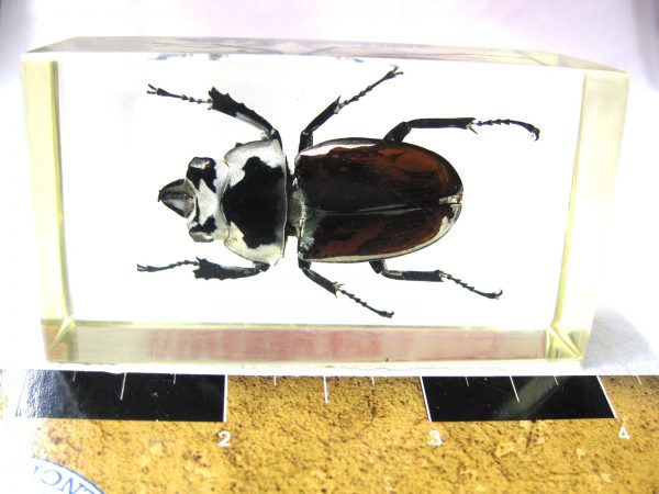 Insect in Resin Block #31