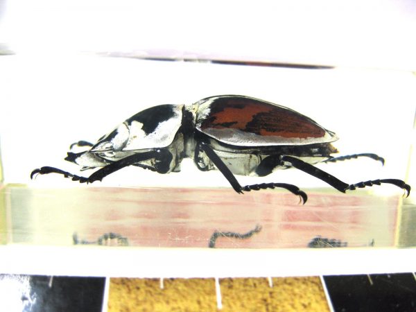 Insect in Resin Block #31 - Image 4