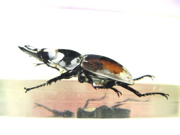 Insect in Resin Block #32 - Image 4