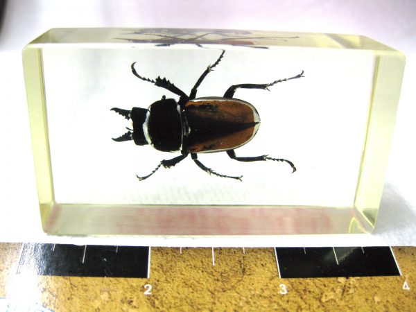 Insect in Resin Block #34