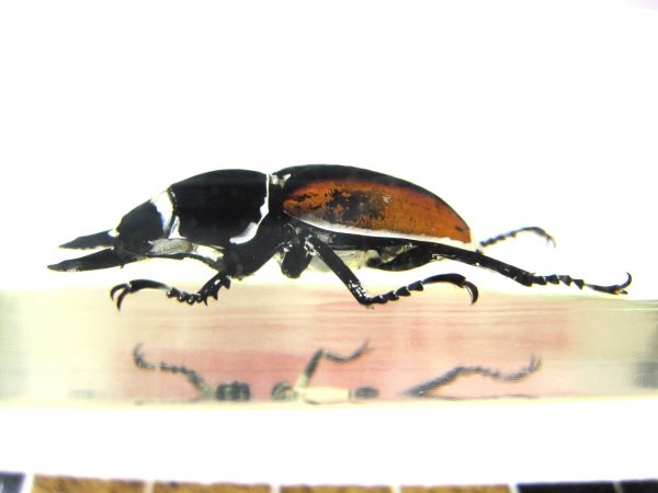 Insect in Resin Block #34 - Image 4