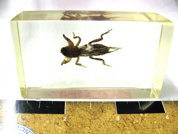 Insect in Resin Block #36