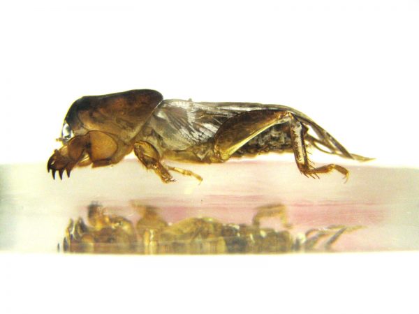 Insect in Resin Block #36 - Image 4