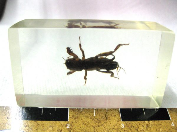 Insect in Resin Block #37