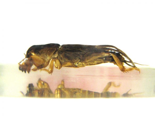 Insect in Resin Block #38 - Image 4