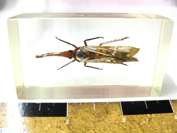 Insect in Resin Block #43