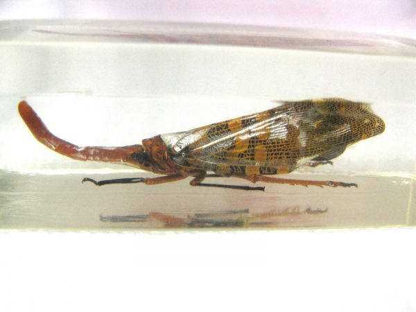 Insect in Resin Block #43 - Image 4