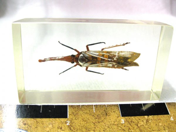 Insect in Resin Block #44