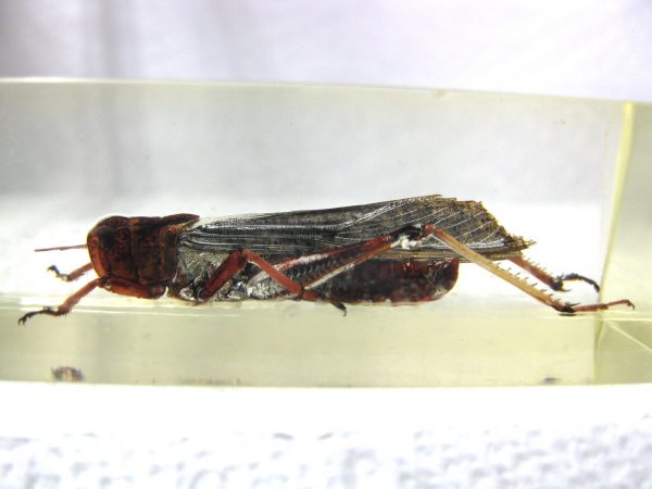 Insect in Resin Block #6 - Image 3