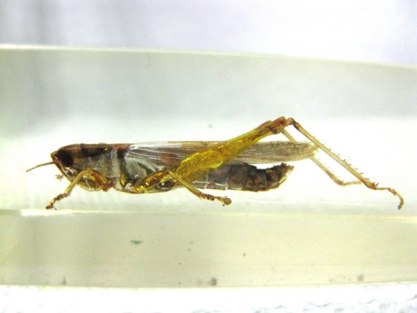 Insect in Resin Block #7 - Image 3