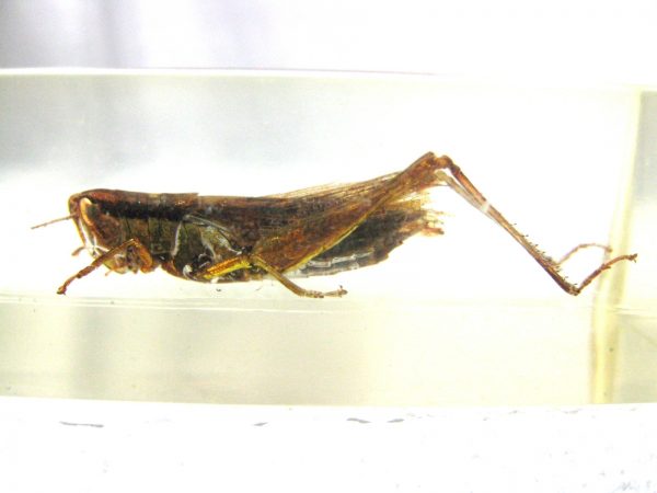 Insect in Resin Block #8 - Image 4