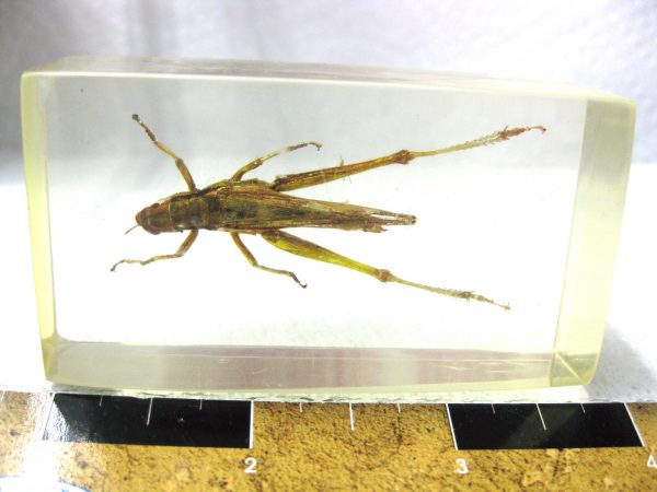 Insect in Resin Block #9